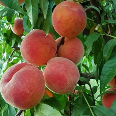 Персик САНКРЕСТ в Владикавказе