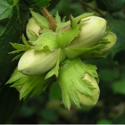 Фундук ТАМБОВСКИЙ ПОЗДНИЙ в Владикавказе