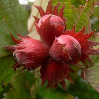 Фундук МОСКОВСКИЙ РУБИН в Владикавказе