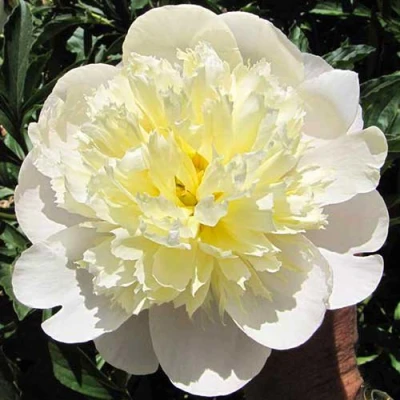 Пион ПРИМАВЕРА травянистый в Владикавказе