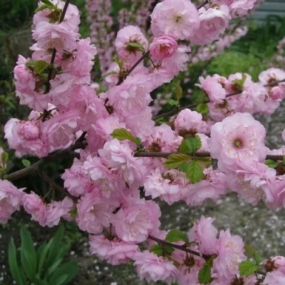 Миндаль ТРЁХЛОПАСТНЫЙ (луизеания) в Владикавказе