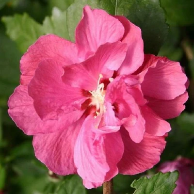 Гибискус ДЮК ДЕ БРАБАНТ сирийский  в Владикавказе