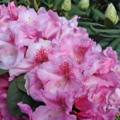 Рододендрон КЛАУДИУС в Владикавказе