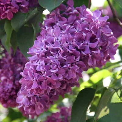 Сирень КАПИТАН ГАСТЕЛЛО в Владикавказе