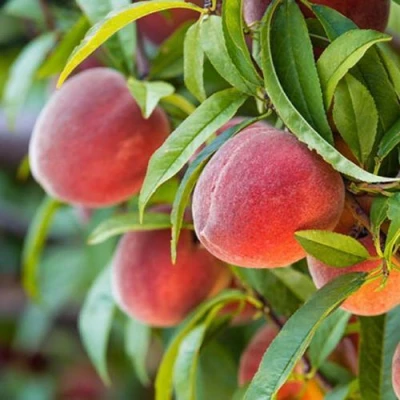 Персик РЭД ХЕВЕН в Владикавказе