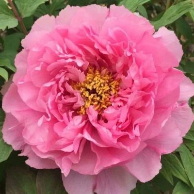 Пион РОЗОВЫЙ ЛОТОС древовидный в Владикавказе