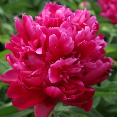 Пион ПЕСНЬ ВЕТРА травянистый в Владикавказе