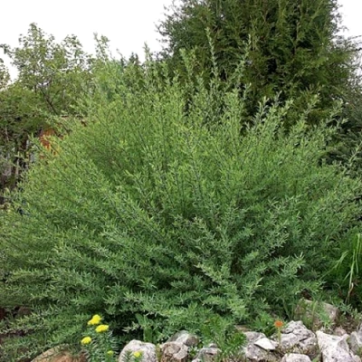 Ива НАНА  пурпурная  в Владикавказе