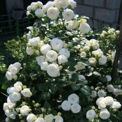 Роза АРТЕМИС шраб в Владикавказе