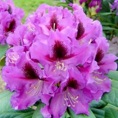 Рододендрон РАСПУТИН в Владикавказе