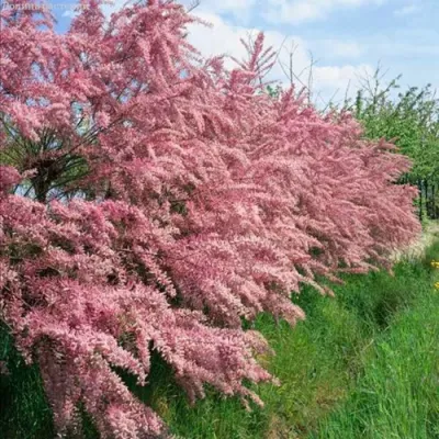 Тамарикс ПИНК КАСКАД в Владикавказе