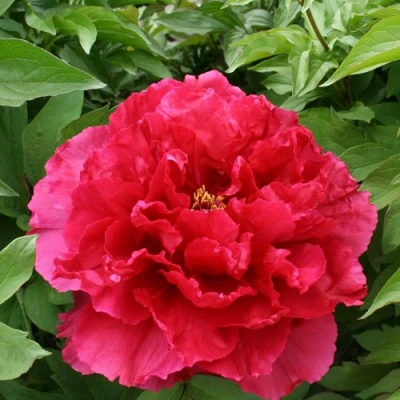 Пион АРОМАТНОЕ ВОСПОМИНАНИЕ древовидный в Владикавказе