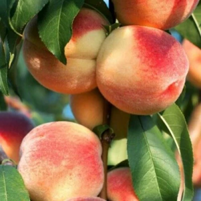 Персик ЛОЙКО 2 в Владикавказе