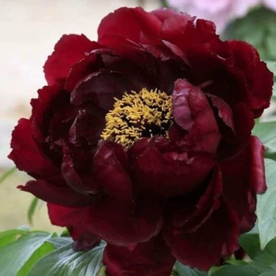 Пион ПОЛНОЧЬ древовидный в Владикавказе