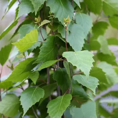 Береза ФАСТИГИАТА повислая  в Владикавказе