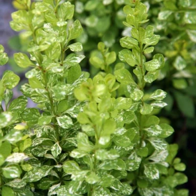 Барбарис ПАУ ВАУ тунберга в Владикавказе