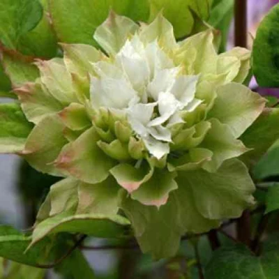 Клематис СЕН-НО-КЕЙЗ в Владикавказе