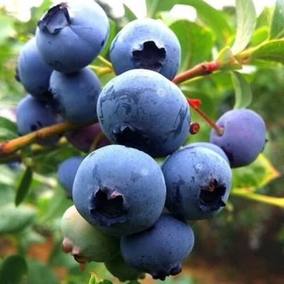 Голубика ДЮК в Владикавказе