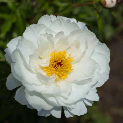 Пион МИСС АМЕРИКА травянистый в Владикавказе