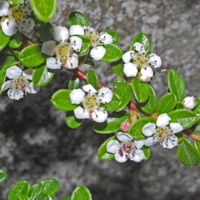 Кизильник ТАНГСТЕДТ горизонтальный  в Владикавказе