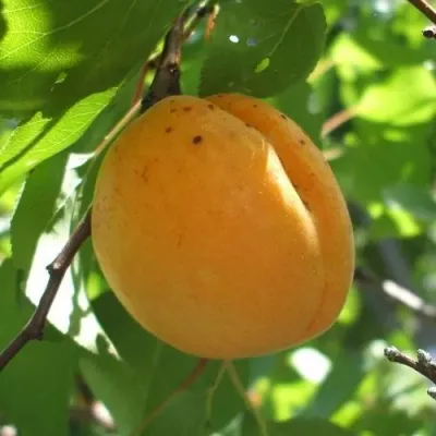 Абрикос ОРЛОВЧАНИН в Владикавказе