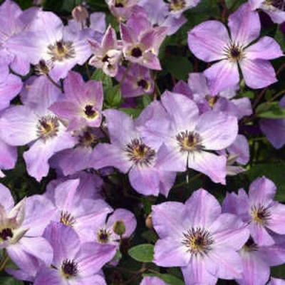 Клематис МОНИНГ СКАЙ в Владикавказе