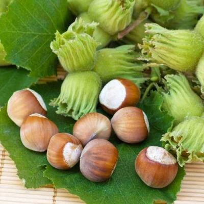 Фундук КРЕПКИЙ ОРЕШЕК в Владикавказе