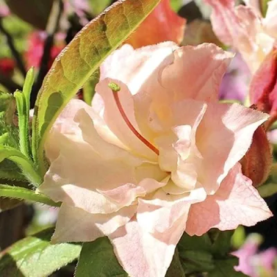 Азалия КЭННОНС ДАБЛ листопадная в Владикавказе