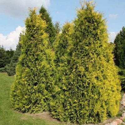 Туя АУРЕОСПИКАТА западная в Владикавказе