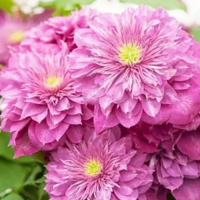 Клематис КАЙЗЕР в Владикавказе