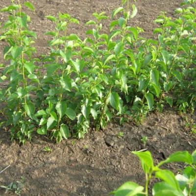 Подвой вишни АНТИПКА в Владикавказе