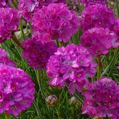 Армерия МОНИНГ СТАР ДИП РОУЗ в Владикавказе