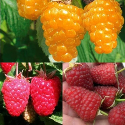 Комплект ЗОЛОТАЯ МАЛИНА в Владикавказе