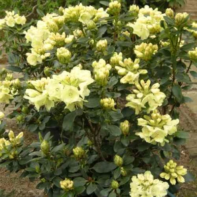 Рододендрон ГОЛДКРОН в Владикавказе