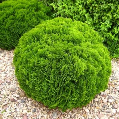 Туя ДАНИКА западная в Владикавказе