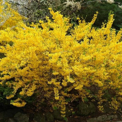 Форзиция ГОЛДЗАУБЕР средняя в Владикавказе