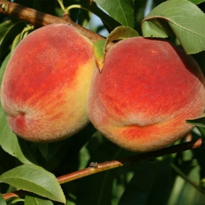 Персик МАРИЯ в Владикавказе