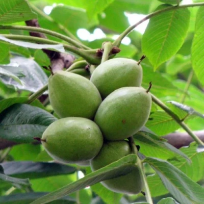 Орех маньчжурский МИЧУРИНЕЦ в Владикавказе