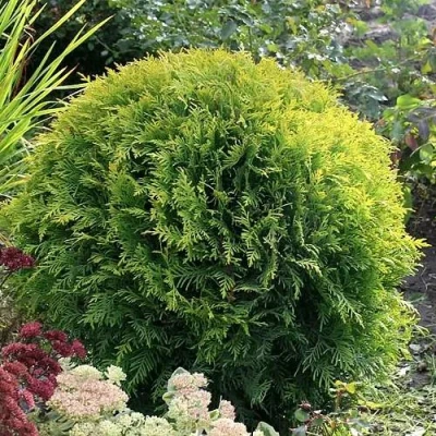 Туя ЕЛЛОУ ГЛОБ западная в Владикавказе