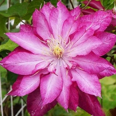 Клематис КАЕН в Владикавказе