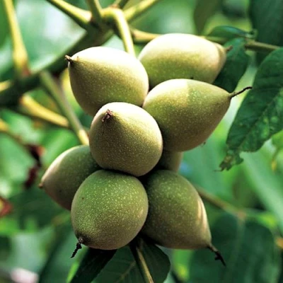 Орех МАНЬЧЖУРСКИЙ в Владикавказе