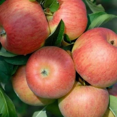 Яблоня ТОПАЗ в Владикавказе