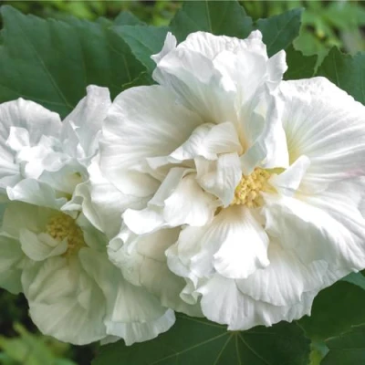 Гибискус АДМИРАЛ ДЕВЕЙ сирийский в Владикавказе