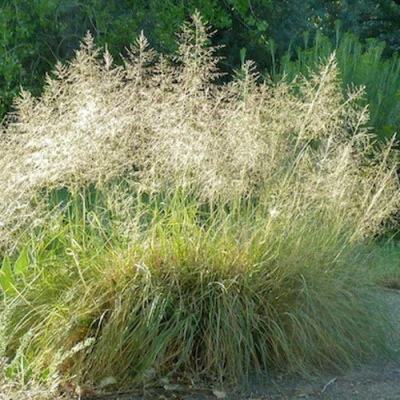 Каплесеменник воздушный в Владикавказе