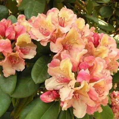 Рододендрон ФЛАУТАНДО в Владикавказе