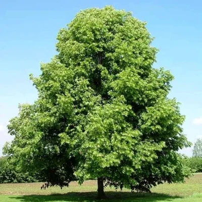 Липа мелколистная в Владикавказе