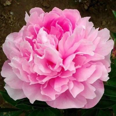 Пион ЛЕТЯЩИЙ ЖУРАВЛЬ травянистый в Владикавказе