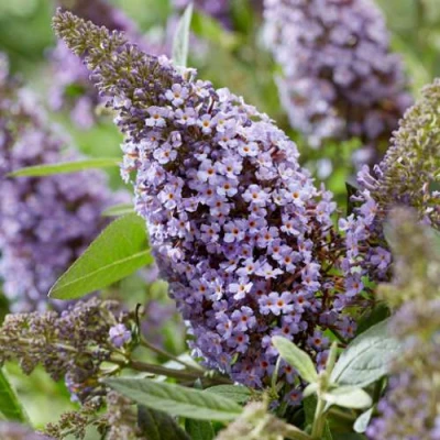 Буддлея давида БАТТЕРФЛЯЙ КАНДИ ЛИЛА СВИТХАРТ в Владикавказе