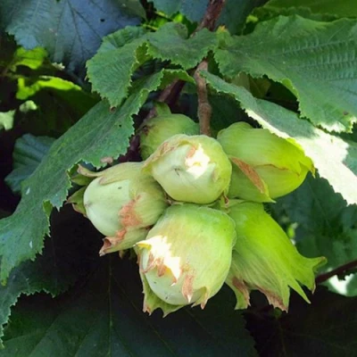 Фундук ТАМБОВСКИЙ РАННИЙ в Владикавказе