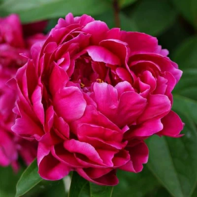 Пион ЛУИ ВАН-ГУТТ травянистый в Владикавказе